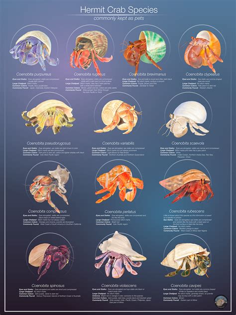 Hermit Crab Species :: Behance