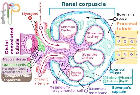 Mesangial proliferative glomerulonephritis - Wikipedia