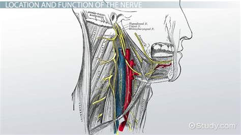 Glossopharyngeal Nerve | Definition, Function & Test - Lesson | Study.com