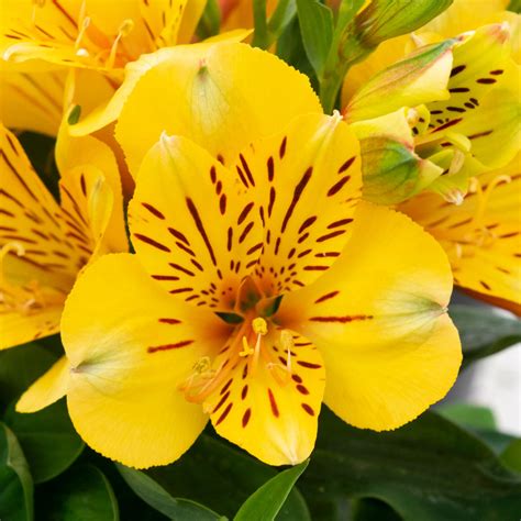 Yellow Alstroemeria Plants For Sale Online | Rio Inca – Easy To Grow Bulbs