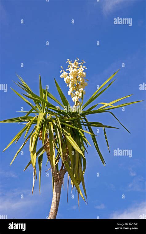 Yucca plant hi-res stock photography and images - Alamy