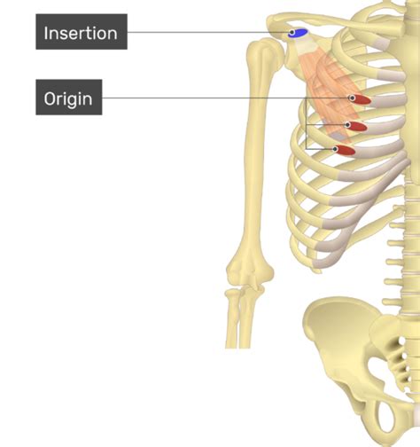 Pectoralis Minor Muscle - Attachment, Action & Innervation | GetBodySmart