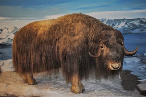 The Carpetbagger: Mammoth Cave Wildlife Museum