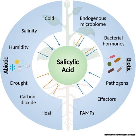 Molecular regulation of the salicylic acid hormone pathway in plants under changing ...