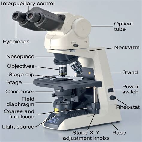 Introduction To The Microscope Biology LibreTexts, 47% OFF