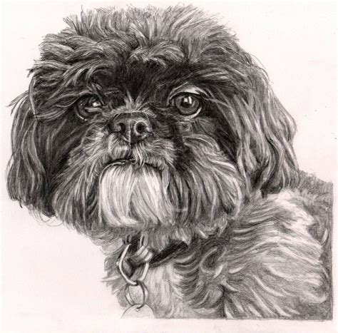 Pencil drawing of Shih Tzu by Sharon Hall of FaceArt Portraits ...