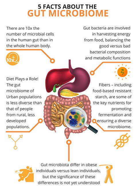 The Development of the Gut Microbiome | Just Gut Science | Gut ...