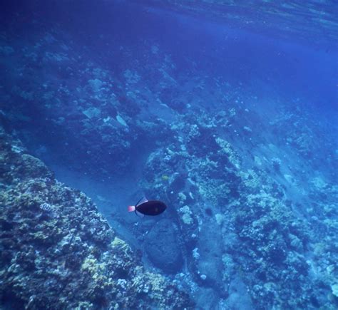 Molokini Crater Snorkeling | Credit Carrots