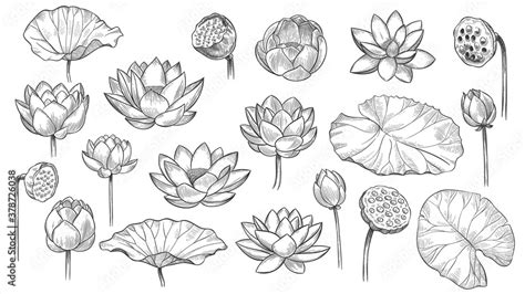 Pretty Lotus Flower Drawing | Best Flower Site