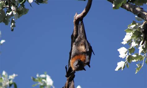 Grey-headed flying-fox - All About Bats