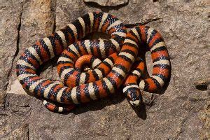 16 Types of Kingsnakes in the United States (With Pictures) - Reptile Jam