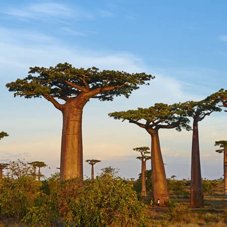 Plants & Nations: Madagascar - CGTN