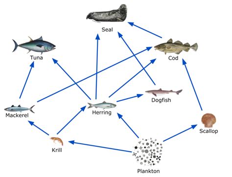 Modeling Marine Ecosystems with Virtual Reality: NOAA's National Ocean Service