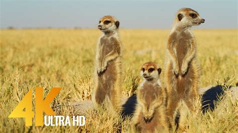 4K African Wildlife & Cute Meerkats and Squirrels - 4K Wildlife Video, Africa | ProArtInc