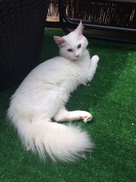 Adorable Turkish Angora White 6m old kitten | in Angel, London | Gumtree