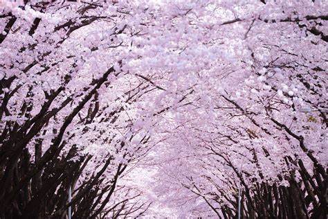 Cherry blossoms are in full bloom along McGuire Avenue at Yokota Air Base, Japan, April 3, 2015 ...