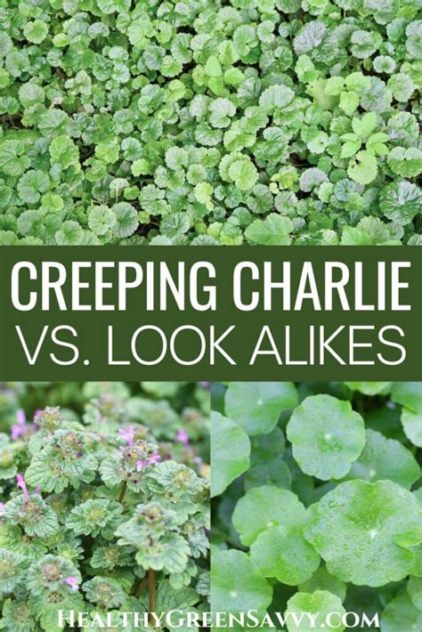 Creeping Charlie Look Alikes (Ground Ivy Identification)