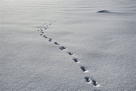 Les-Piccolo's DeviantArt Gallery | Fox tracks in snow, Snow, Winter animals