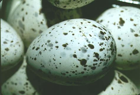 Unveiling the Mystery: What Color Are Crow Eggs? - Birds Of The Wild