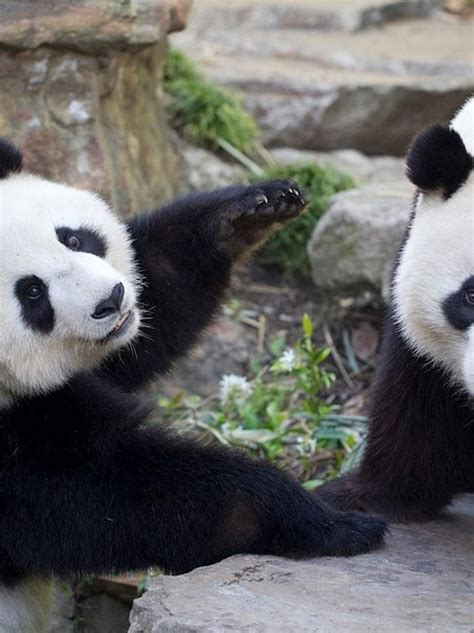 Panda breeding hopes dashed again as Fu Ni undergoes suspected 'pseudopregnancy' : SA Police ...