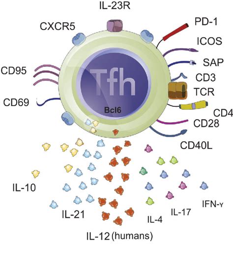 Figure 1 from Follicular helper T cell in immunity and autoimmunity | Semantic Scholar