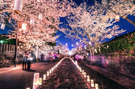This Beautiful Cherry Blossom Festival Will Light Up Your Life - Festival Sherpa | Online Guide ...