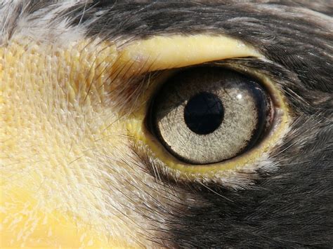 Crocodile eyes, Eagle eye, Eye anatomy