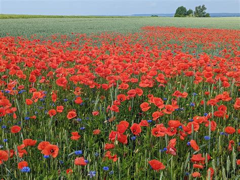 Poppy Field Flower Meadow - Free photo on Pixabay - Pixabay