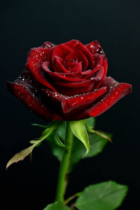 3d Red Rose Live Wallpaper - 601x900 Wallpaper - teahub.io