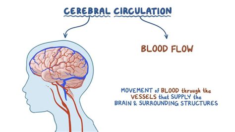 Cerebral circulation: Video, Anatomy & Definition | Osmosis