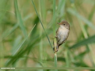 Blyth's Reed Warbler (Acrocephalus dumetorum) | Blyth's Reed… | Flickr