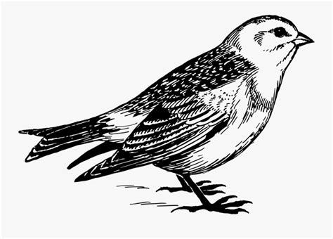 Art,sparrow,monochrome Photography - Black And White Line Drawing Of Sparrow , Free Transparent ...