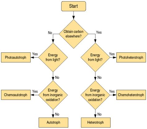 What Are Autotrophs And Heterotrophs