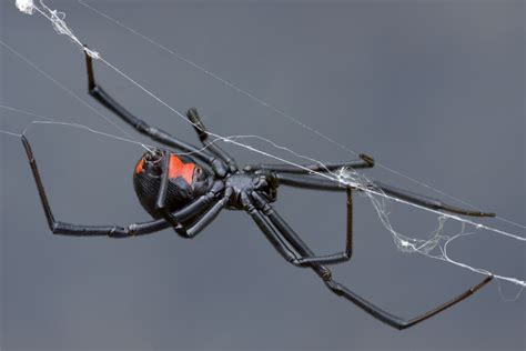 Black Widow Spider Facts (Latrodectus mactans)