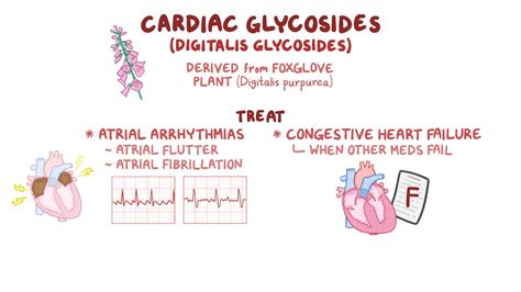 Cardiac glycosides: Nursing pharmacology - Osmosis Video Library