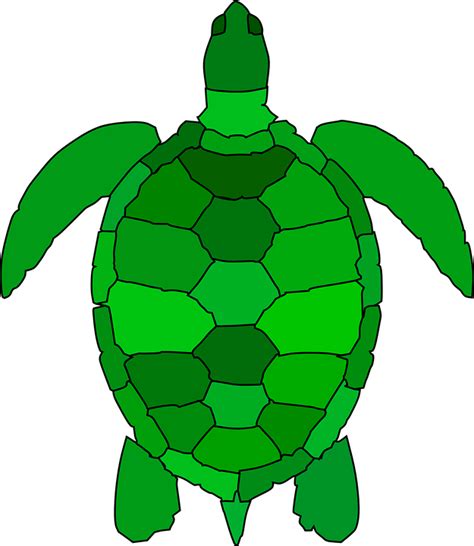 Schildkröte Tier Reptil - Kostenlose Vektorgrafik auf Pixabay
