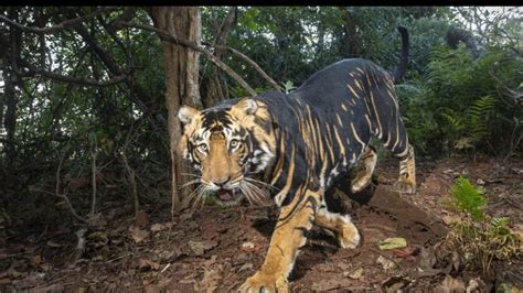 Rare images of black tigers from Odisha leaves the Internet in awe. See ...