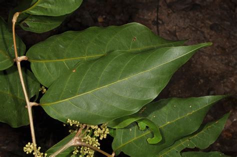 Sapindaceae plant4 (Sapindaceae) image 94556 at PhytoImages.siu.edu