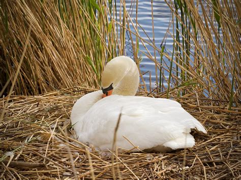 Can Swans Fly? (What You Need to Know) | Bird Fact