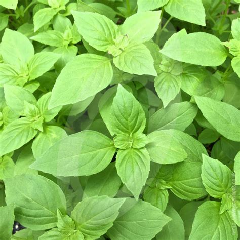 Lemon Basil Herb Seeds | Quality Seeds from Sow Seeds Ltd