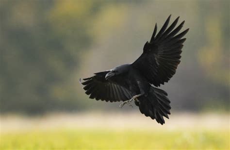 Royalty Free Raven Flying Pictures, Images and Stock Photos - iStock