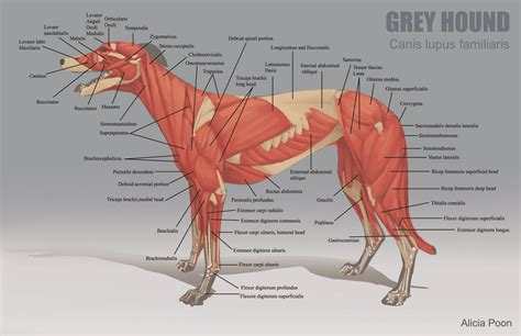 Pin on Anatomy - Animal