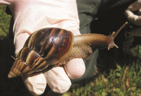 Edible Snails: Where to Buy, How to Grow and Cook These Dishes