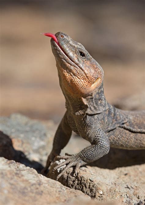 Canary Islands - Wildlife Photography in Bulgaria