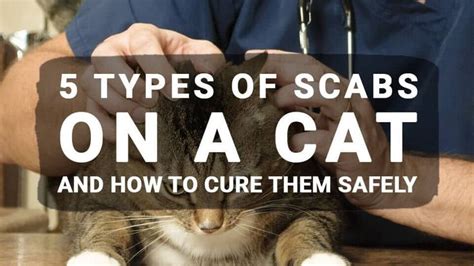 Cat Flea Allergy Treatment - Cat Meme Stock Pictures and Photos