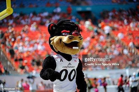 47 Bearcat Mascot Stock Photos, High-Res Pictures, and Images - Getty Images