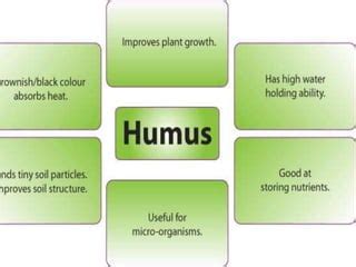 Process of humus formation | PPT