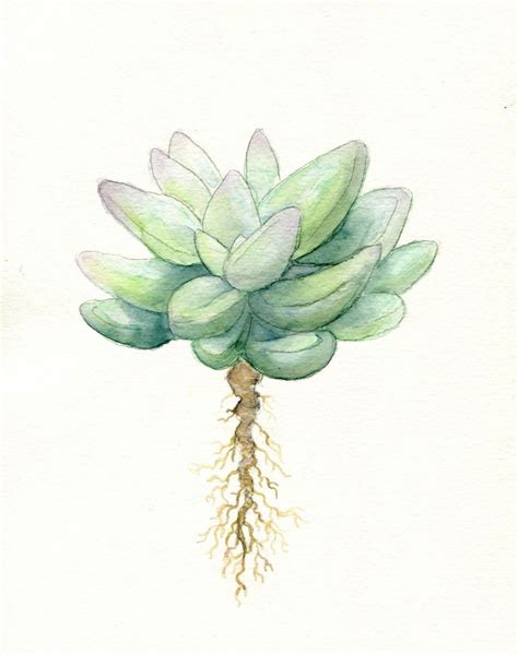 Simple Succulent - | Succulent tattoo, Watercolor succulents, Succulents drawing