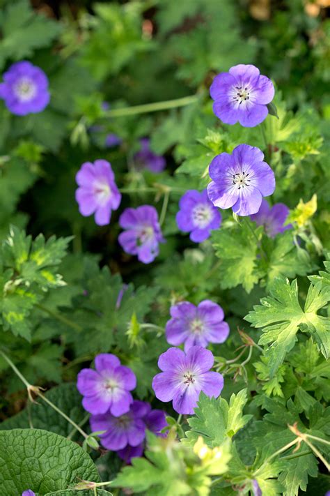 Geranium Rozanne® | Stonehouse Nursery