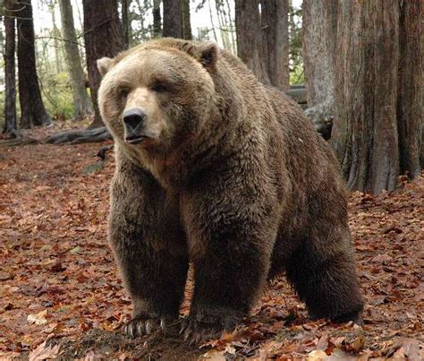 Grizzly bear (Ursus arctos horribilis) | DinoAnimals.com